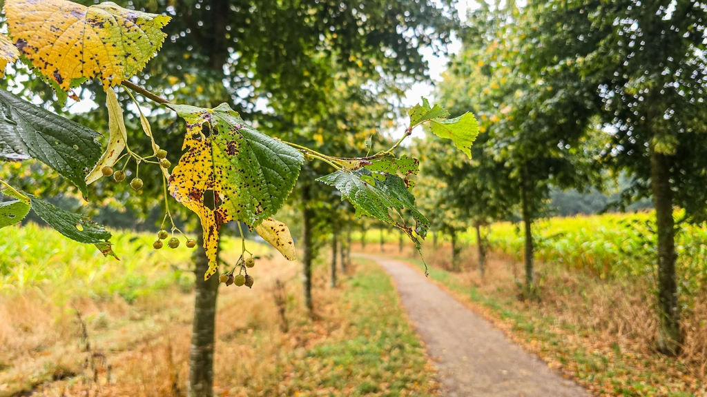 Foto: Regen en vallende bladeren door droogte geven 'herfstvibes'