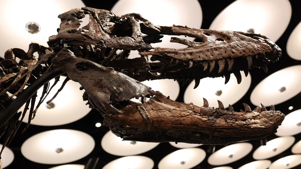 Foto: Zeldzaam skelet van nanotyrannus verkocht voor 42 miljoen euro