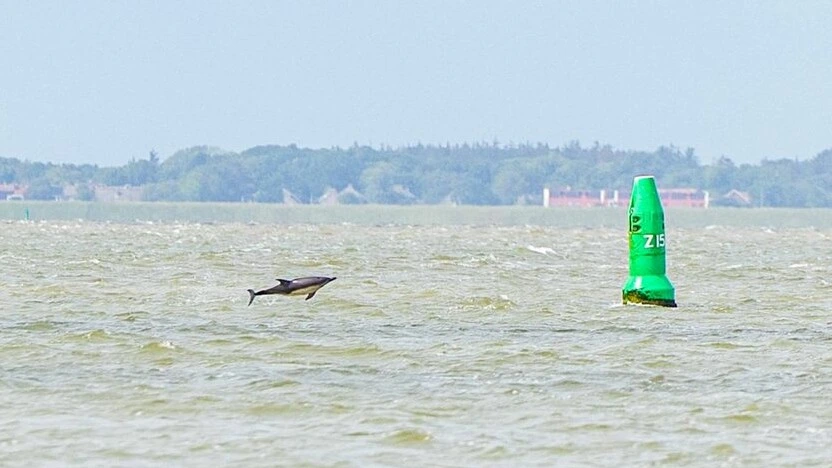 Niet twee, maar één ‘zeer actieve’ dolfijn bij Lauwersoog Niet twee, maar één ‘zeer actieve’ dolfijn bij Lauwersoog