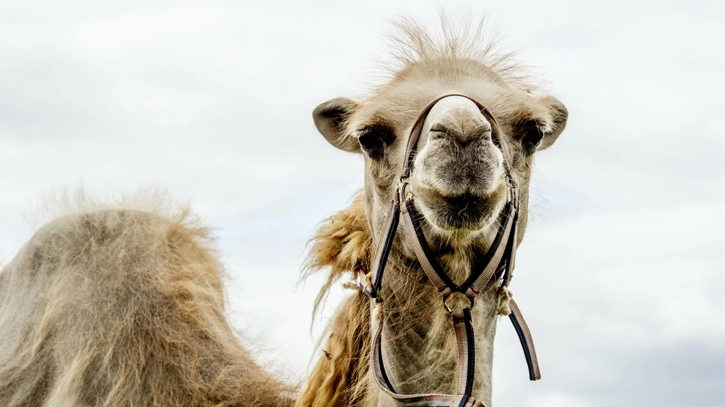 Foto: Dromedaris en jak mogen misschien toch weer bij huis in de wei