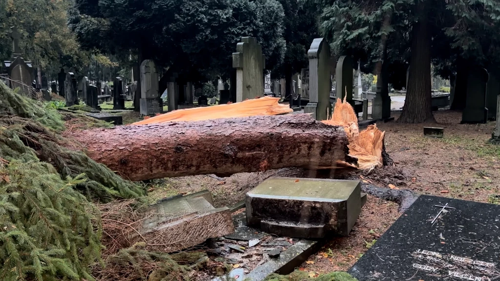 Bomen omgewaaid door Austen, vanavond opnieuw zware windstoten