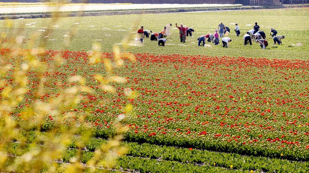 Foto: Meer meldingen van arbeidsuitbuiting en te weinig daders gestraft, zegt rapporteur