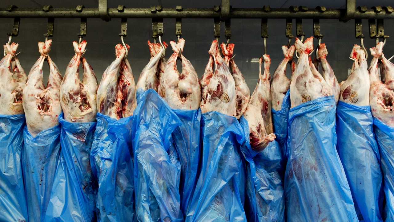 PvdD doet nieuwe poging om onverdoofd slachten te verbieden