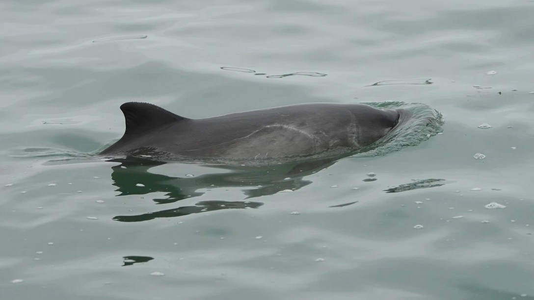 Foto’s bewijzen het: bruinvis uit Oosterschelde zwemt ook rond in Westerschelde Foto’s bewijzen het: bruinvis uit Oosterschelde zwemt ook rond in Westerschelde