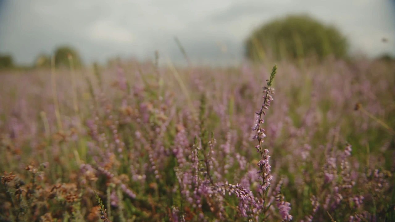Plannen voor natuur, stikstof en klimaat onvoldoende om doelen te halen