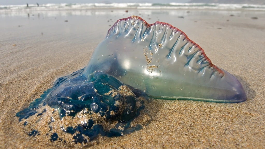 Kleurrijke 'kwal' steekt meer dan 100 mensen op strand in Spanje: 'Kan een plaag worden'