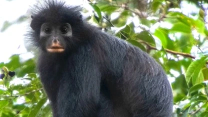 Foto: Nieuwe apensoort ontdekt in Congo: zwarte aap met oranje lippen