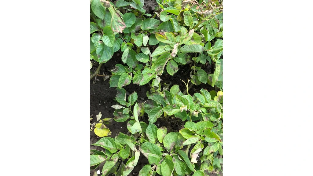 Aardappelplanten die zijn aangetast door de aardappelziekte