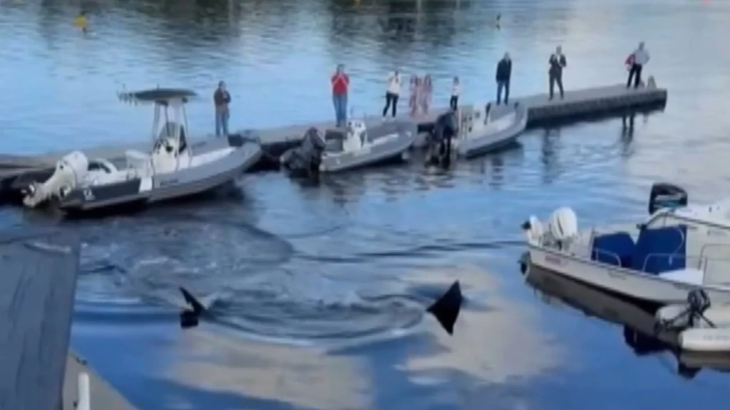 Foto: Reuzenhaai zwemt jachthaven in Canada binnen, 'nog nooit zoiets gezien'