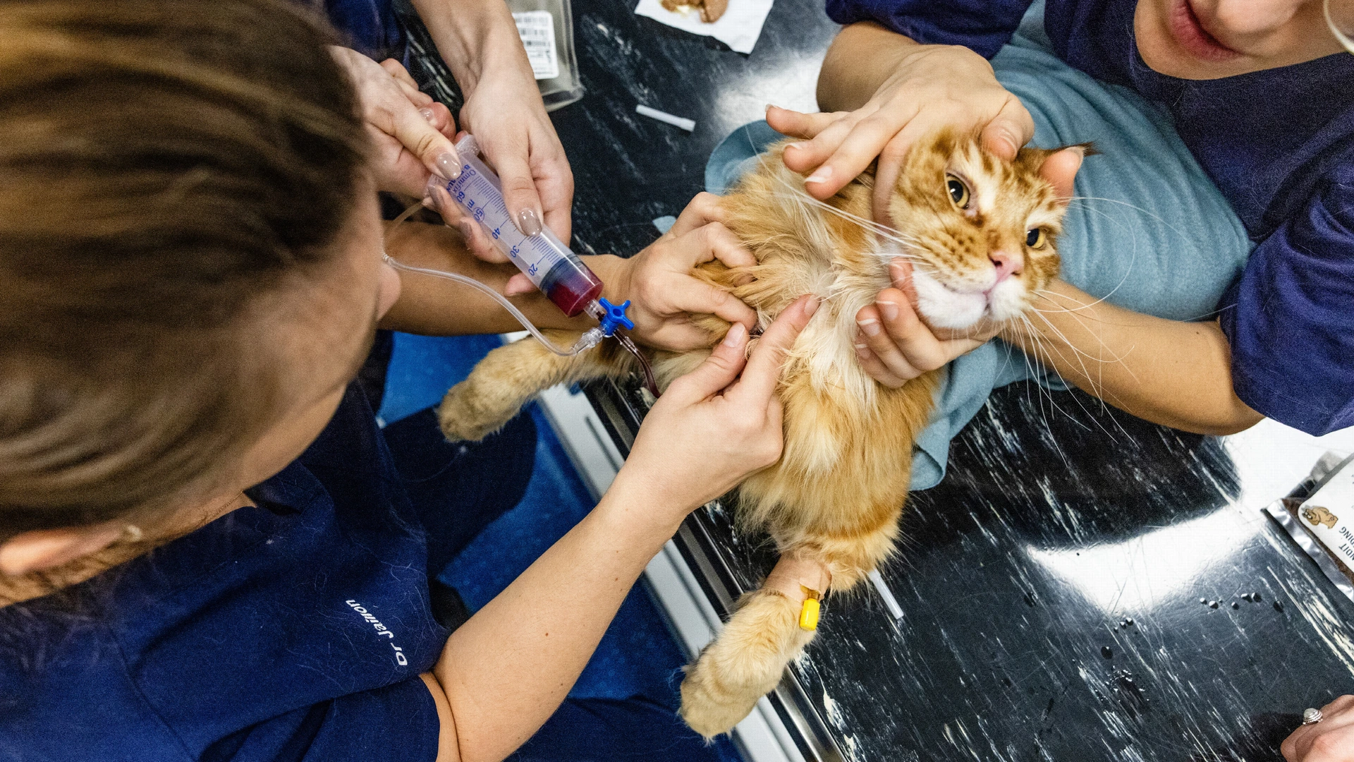 Kabinet wil iets gaan doen aan hoge prijzen dierenarts, nog geen maatregelen 