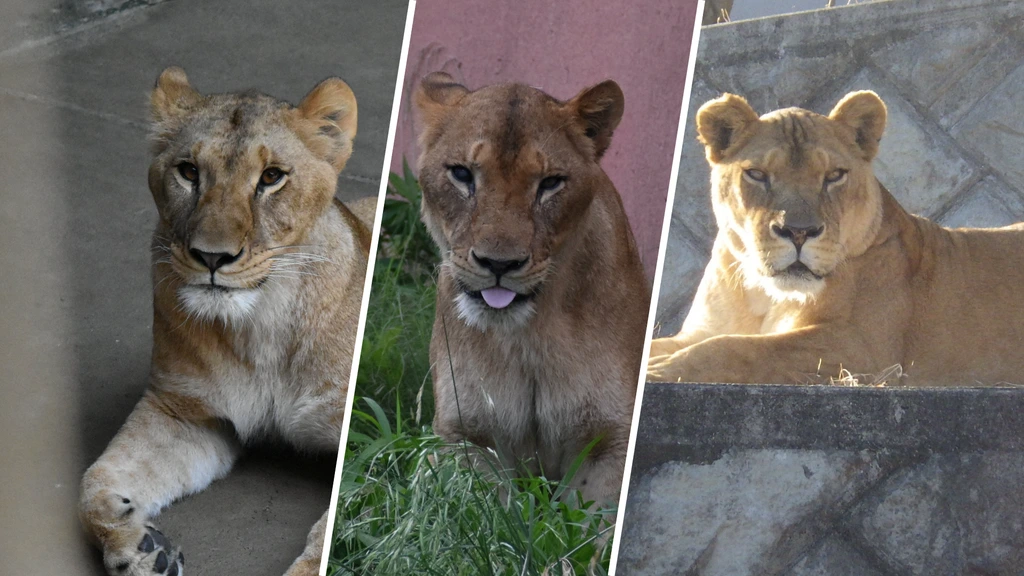 Drie leeuwinnen dood door hitte in Japanse dierentuin