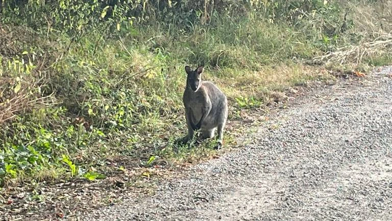 Foto: Wallaby loopt ondanks vangpogingen al zes maanden rond in Veldhoven