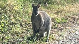 Wallaby loopt ondanks vangpogingen al zes maanden rond in Veldhoven