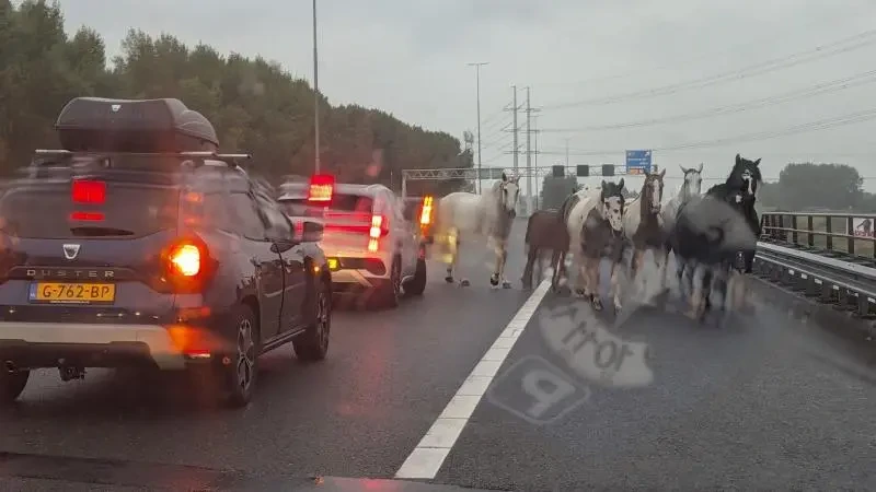 Paarden op snelweg bij Beverwijk: 'Ik schrok me dood'