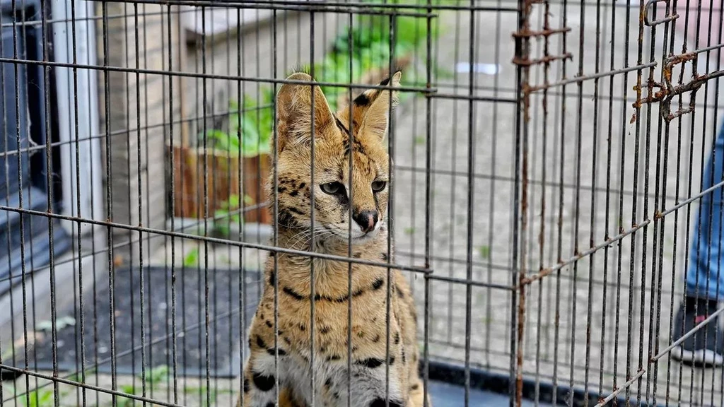 Serval opnieuw ontsnapt in woonwijk Tilburg