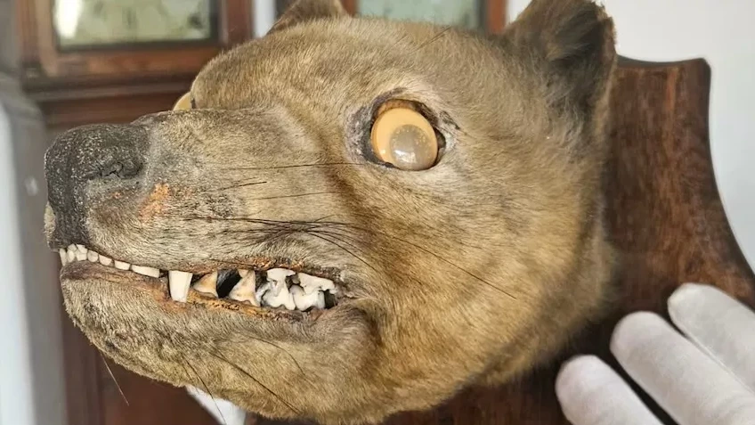 Veilingvos blijkt 'heilige graal' der opgezette dieren: de uitgestorven Tasmaanse tijger