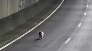 Foto: Hond wandelt ongestoord door Drechttunnel bij A16, politie zet achtervolging in 