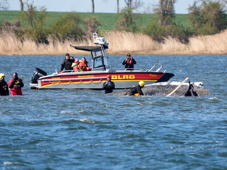 Bultrug Timmy op weg naar Noordzee in stalen bak, maar experts vrezen het ergste — image 4