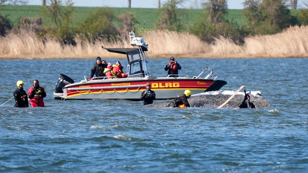 Foto: Redding van walvis Timmy nadert finale, na weken mediastorm