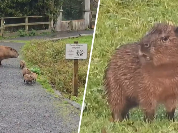 Dierenpark ziet recordaantal bezoekers na geboorte acht capibara's