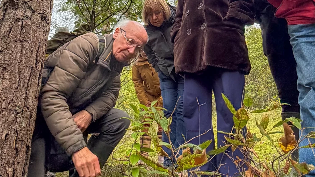 Foto: Zeldzame giftige paddenstoel 'Engel des doods' gevonden in Soest