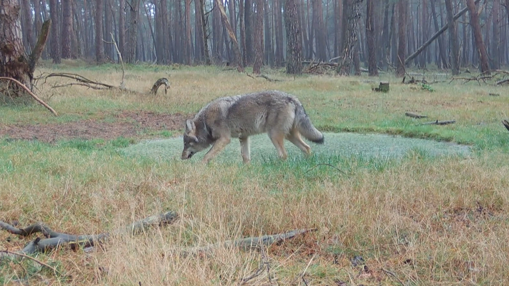 Waarschuwing voor Gooise hondenbezitters vanwege wolf