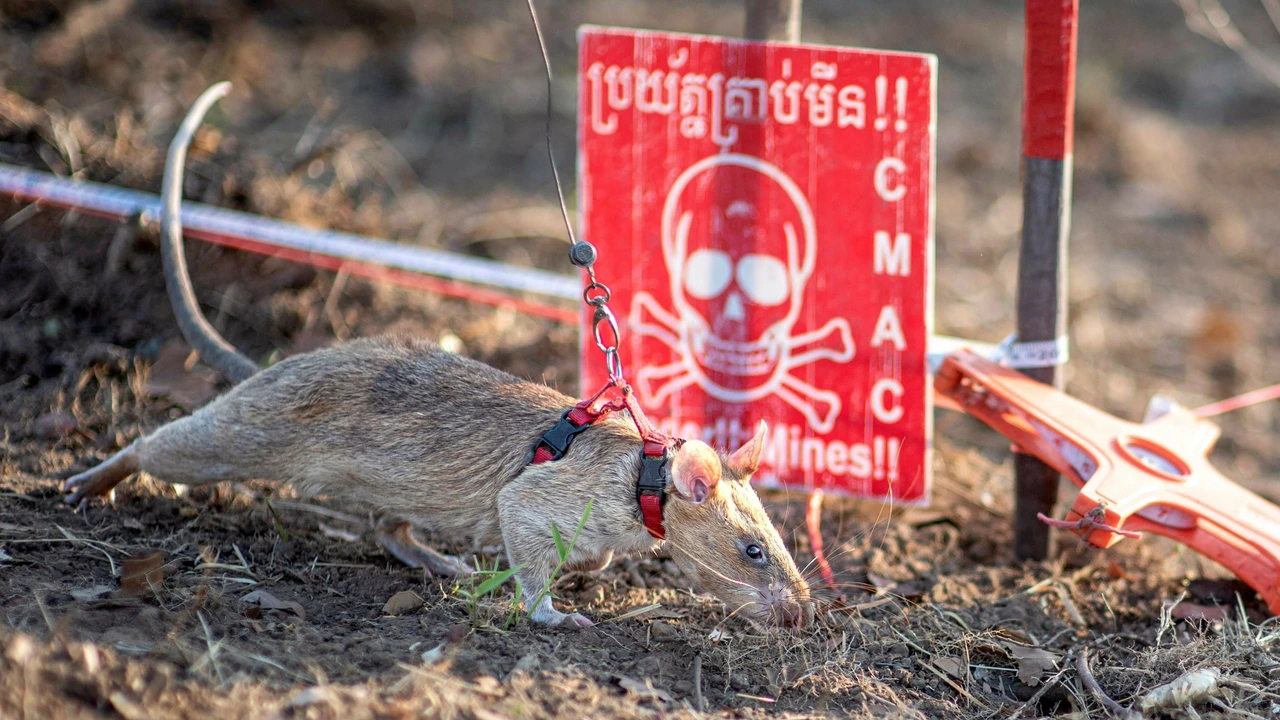 Rat breekt wereldrecord door 124 explosieven op te sporen