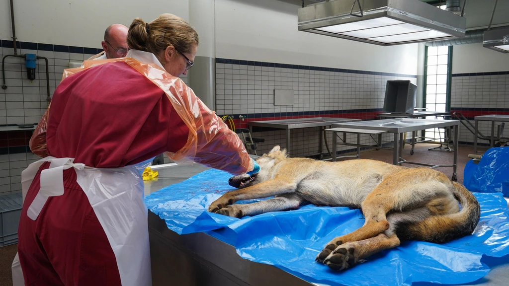 Experts 'zetten vraagtekens' bij doodschieten wolf die boer aanviel