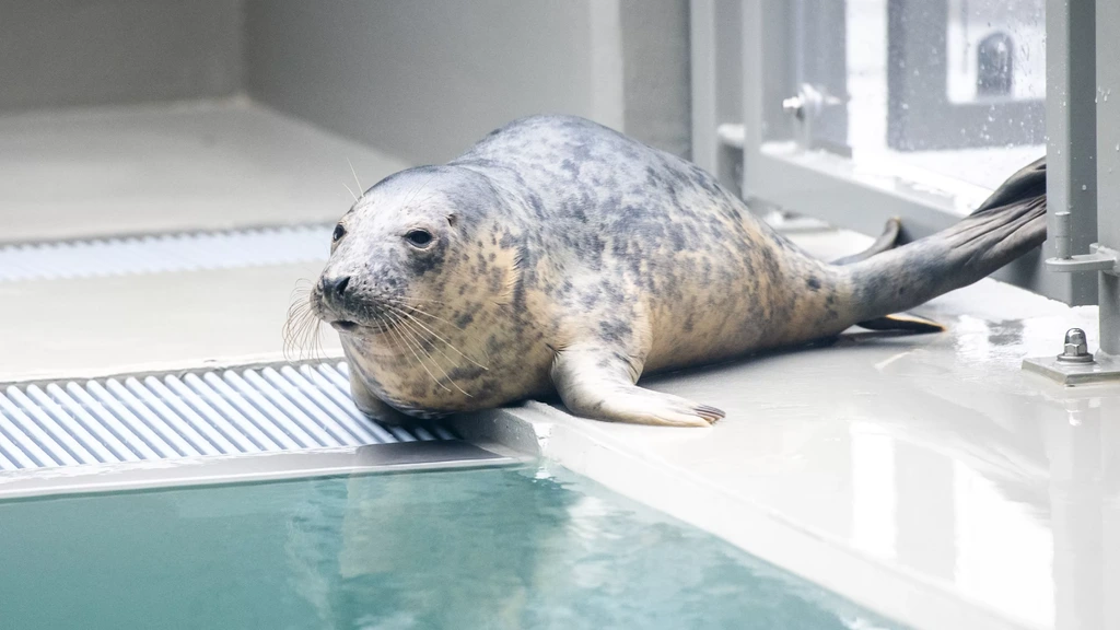 Foto: Zeehondencentrum gaat failliet, dure nieuwbouw en tegenvallers nekslag