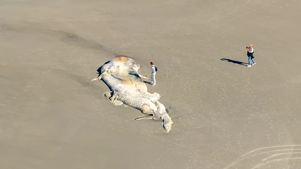Foto: Dode walvis aangespoeld op strand Ameland