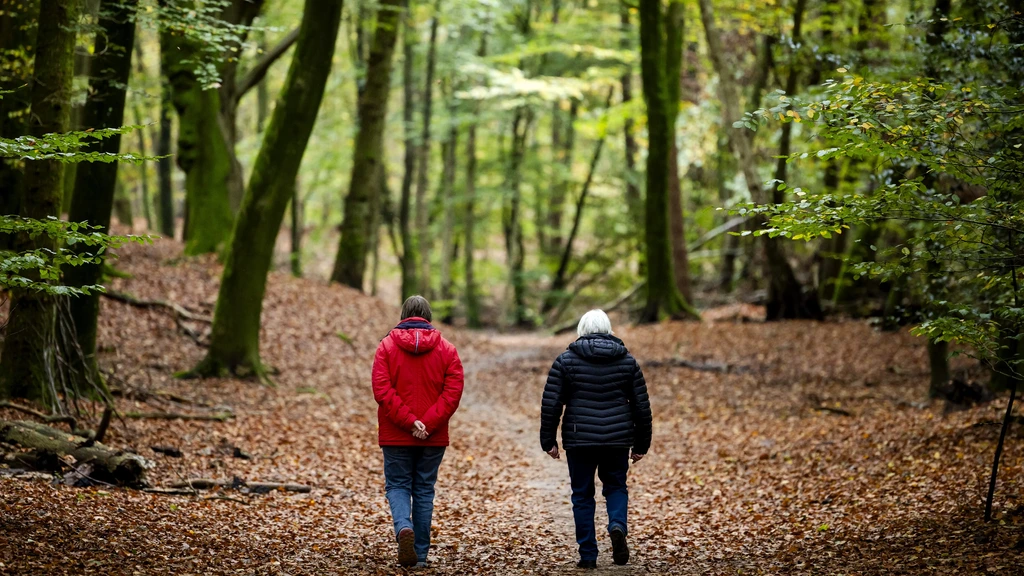Construction of new forests falls far short of objectives