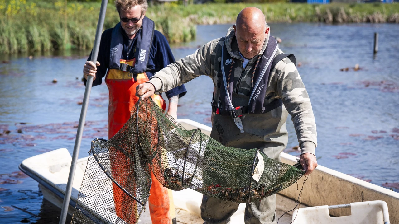 Ook hobbyvisser ingezet om schadelijke rivierkreeften weg te krijgen Ook hobbyvisser ingezet om schadelijke rivierkreeften weg te krijgen