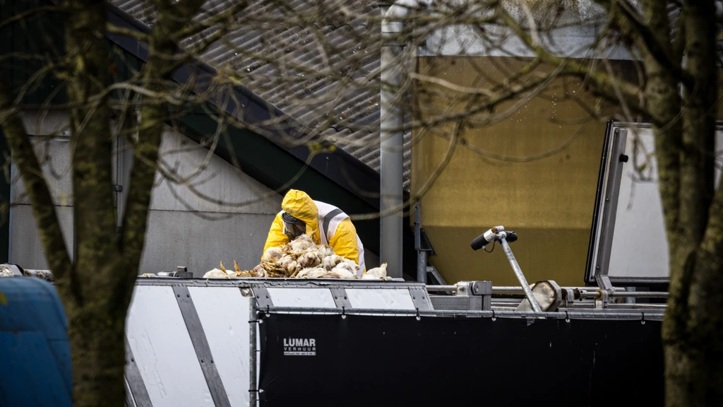 Vogelgriep ontdekt op pluimveebedrijf Biddinghuizen, 55.000 kippen gedood