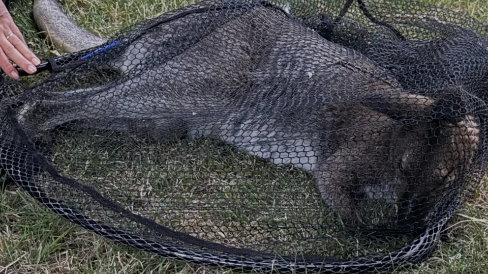 Ontsnapte wallaby in Middenmeer weer gevangen
