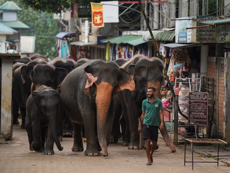 Olifanten in Sri Lanka komen steeds vaker in bewoonde gebieden