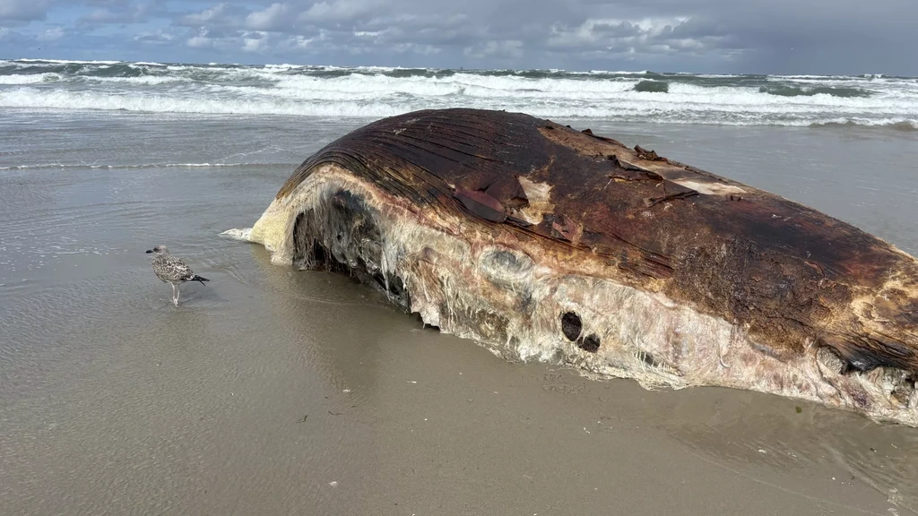Dode dwergvinvis aangespoeld op Vlieland, voor het eerst in 26 jaar