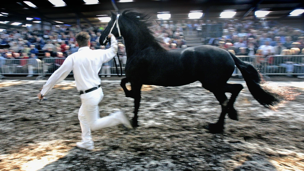 'Het mooiste paard ter wereld' is in gevaar door inteelt en geldbejag in Friesland