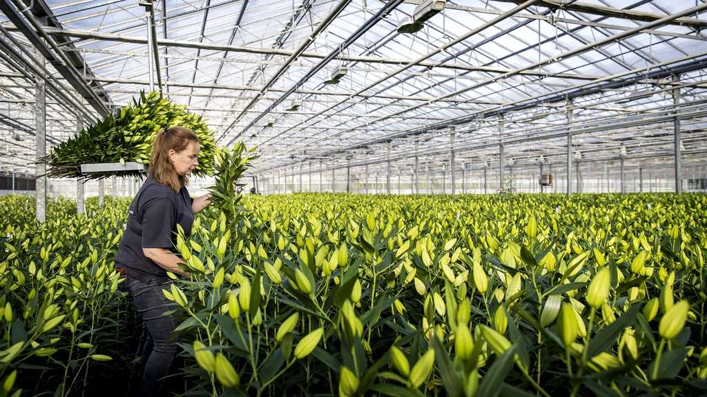 Glastuinders niet uitgezonderd van sproeiverbod, sector vreest miljoenenschade