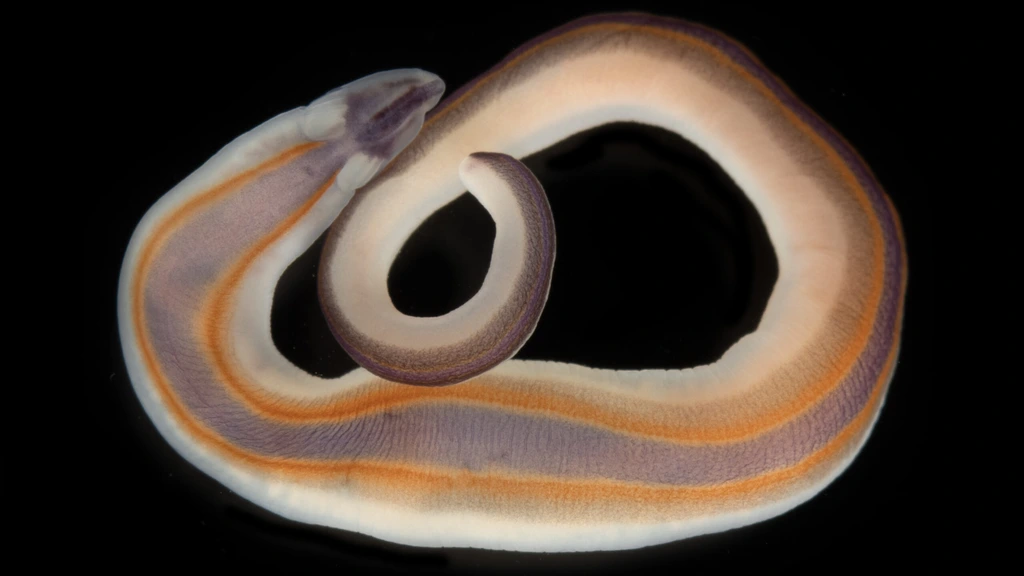 Foto: Spookhaai en glazen worm: ruim 1100 nieuwe soorten ontdekt in zee