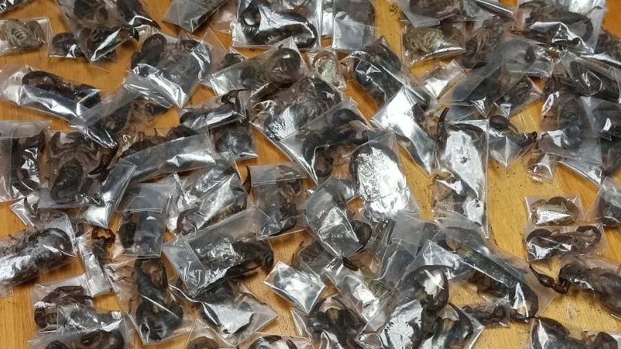 Foto: Man met 150 schorpioenen opgepakt op vliegveld van Kaapstad