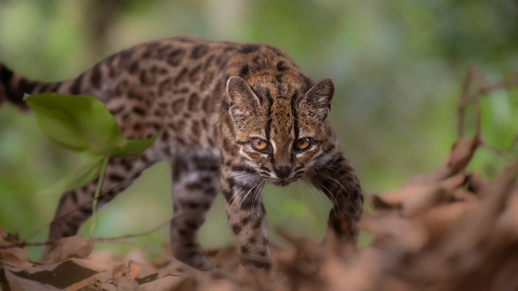 Foto: Biologen ontdekken nieuw soort tijgerkat in Bolivia: de tilcayo