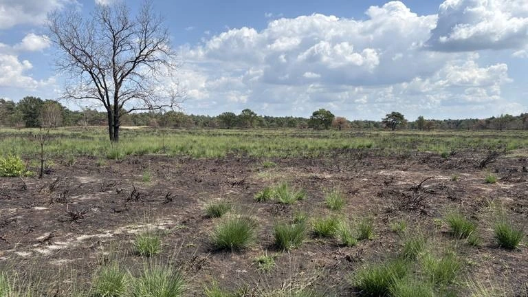 Twee maanden na de grote natuurbrand kleurt Oirschotse Heide weer groen