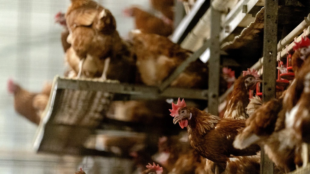 Foto: Per direct landelijke ophokplicht voor pluimvee vanwege vogelgriep