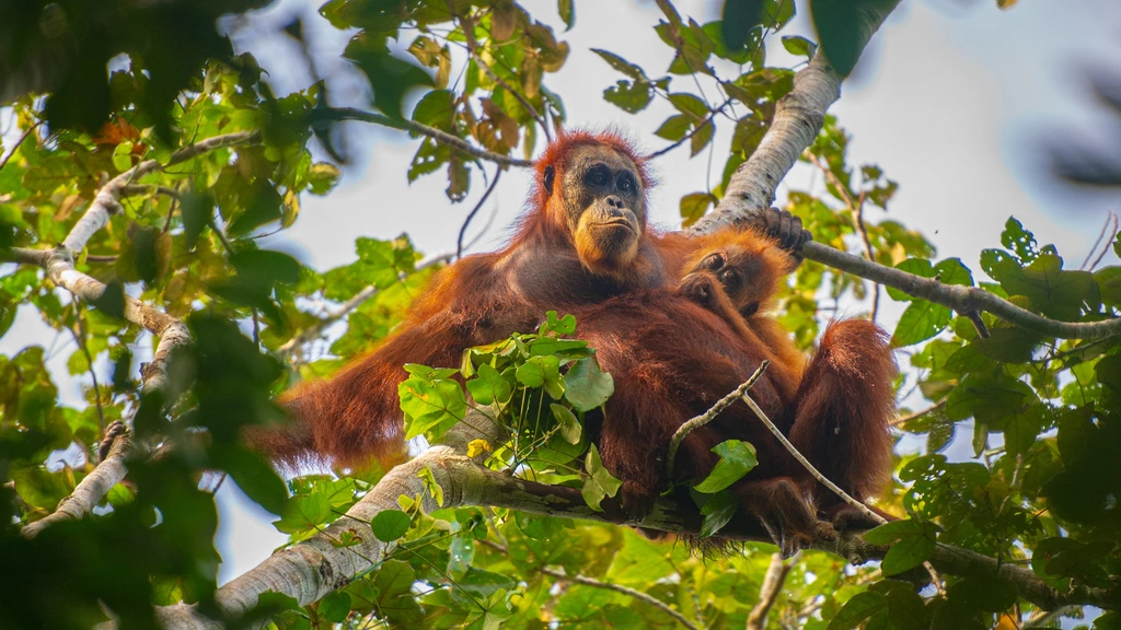 Foto: Vier dagen regen verwoestend voor zeldzame orang-oetans op Sumatra