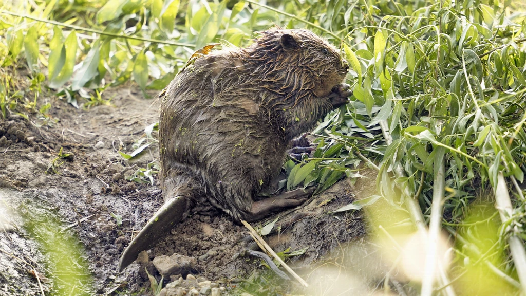 かつての絶滅危惧種ビーバーが今や「問題動物」に――堤防・道路への被害が急拡大