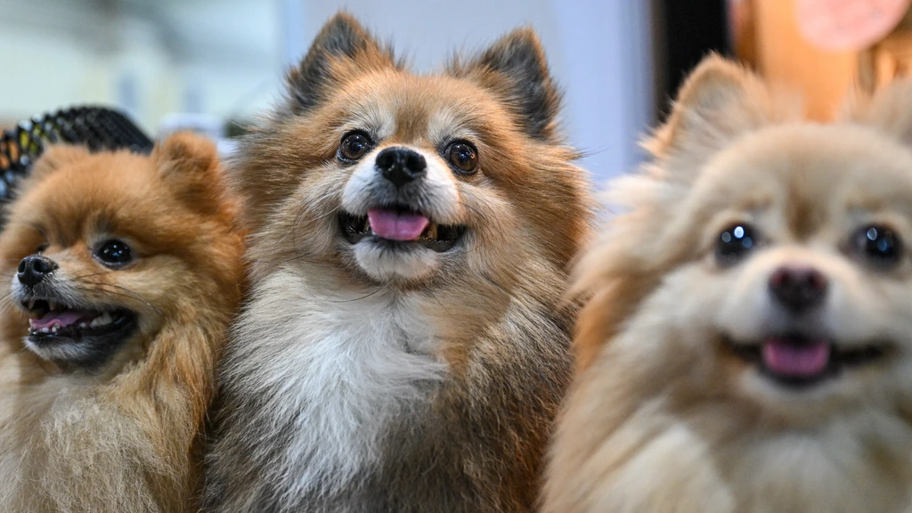 Taakstraf voor man uit Best die zieke pups verkocht, 'het leed spat uit het dossier'