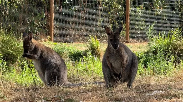 Ontsnapte wallaby uit Brabantse dierentuin duikt op tussen de kamelen