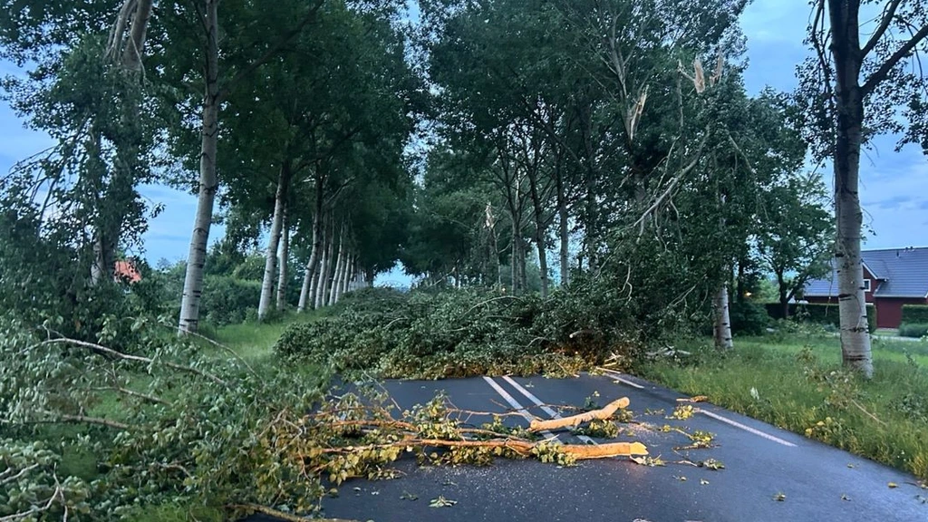 Foto: Noodweer legt meer dan 350 bomen plat in Groningen: 'Het was echt heel heftig'