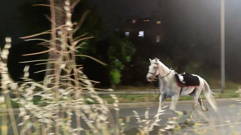 Foto: Tientallen paarden op hol in Rome door vuurwerk van politieagent