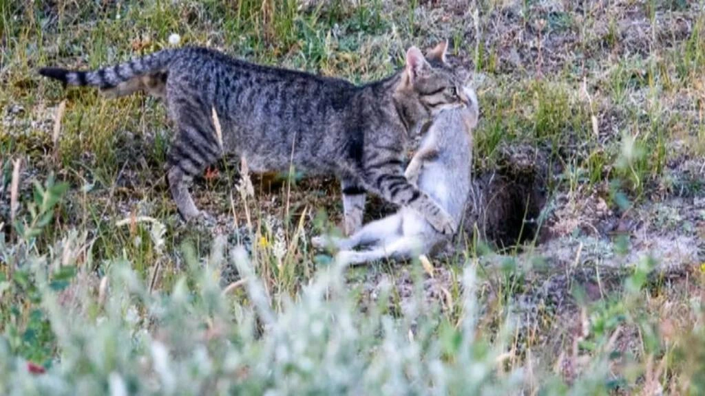 Foto: Schiermonnikoog gaat alle zwerfkatten vangen, dit keer met hulp van drones